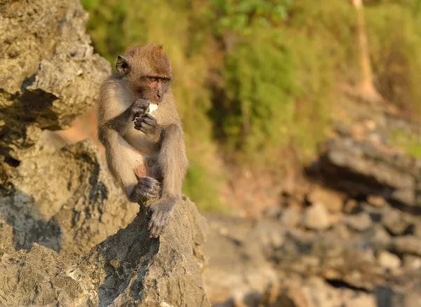 Monkey on rock in Thailand. — Stock Photo, Image
