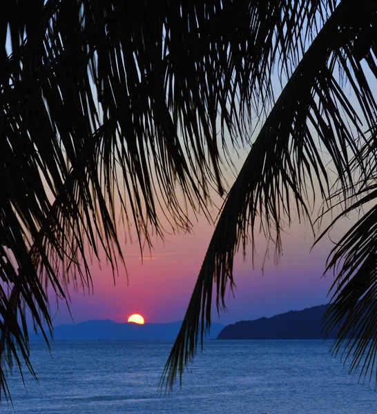 Sunset with palm leavs. Stock Image