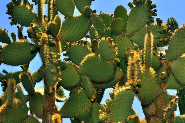 Cactus verdes — Foto de Stock