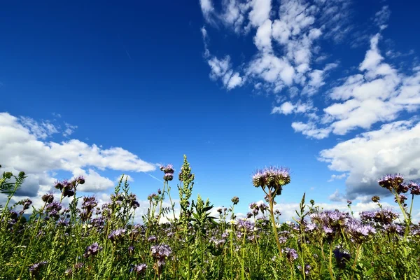 Country landscape — Stock Photo, Image