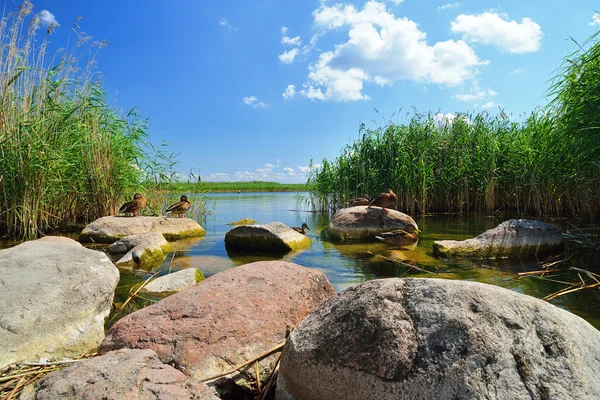 Oever van het meer — Stockfoto