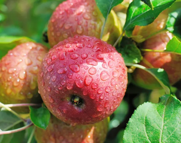 Apples on tree — Stock Photo, Image