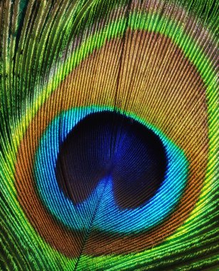 Tavus kuşu tüyü gibi bir arka plan.