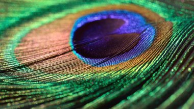 Tavus kuşu tüyü gibi bir arka plan.