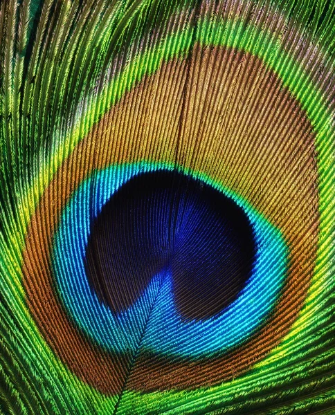 Peacock feather as a background. — Stock Photo, Image
