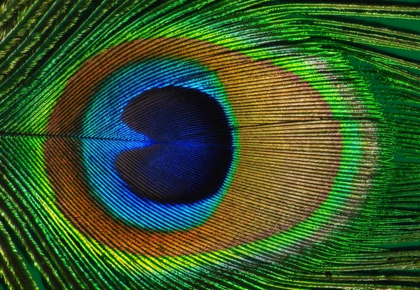 Peacock feather as a background. — Stock Photo, Image