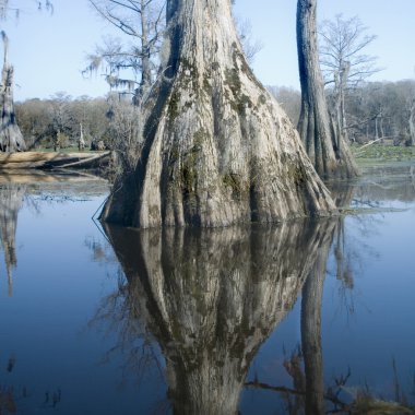 Cypress Swamp Reflections clipart