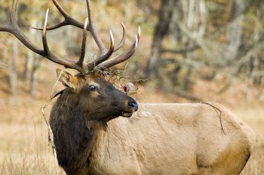 Elk Buck clipart