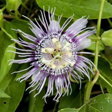 tutku çiçekflor de la pasión