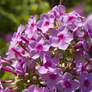 Phlox çiçek küme