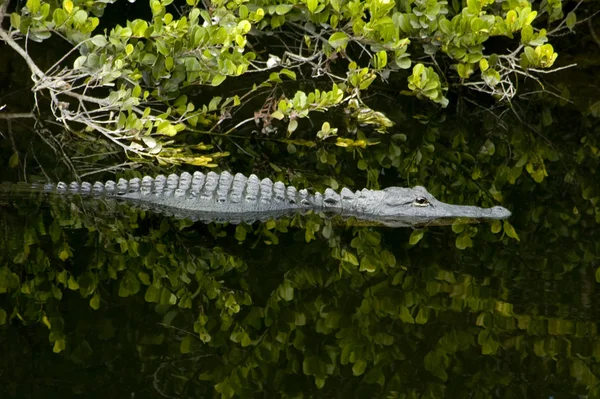 Alligator — Stockfoto