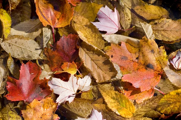 Autumn Leaves Background Texture — Stock Photo, Image