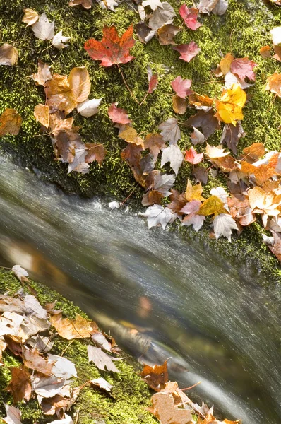 Hojas de otoño y cascada — Foto de Stock