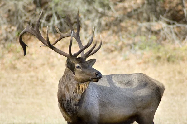 Elk met geweien — Stockfoto