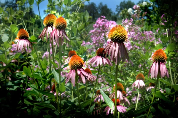 Echinacea Coneflower — Stock Fotó