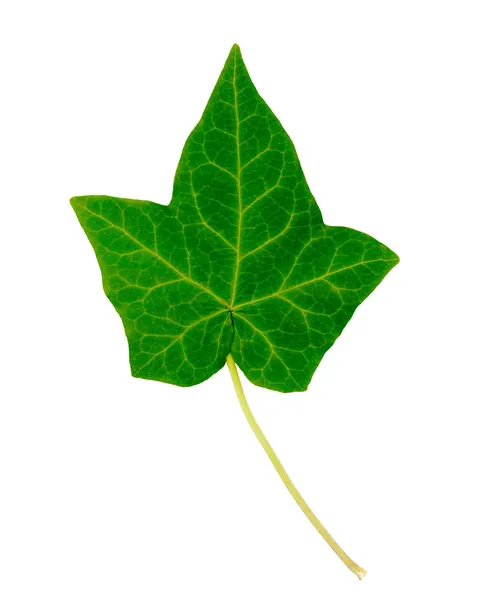 Engelska ivy blad — Stockfoto