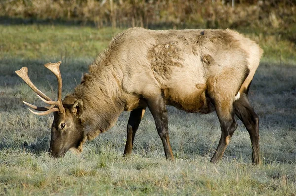 Elk Buck — Stock Photo, Image