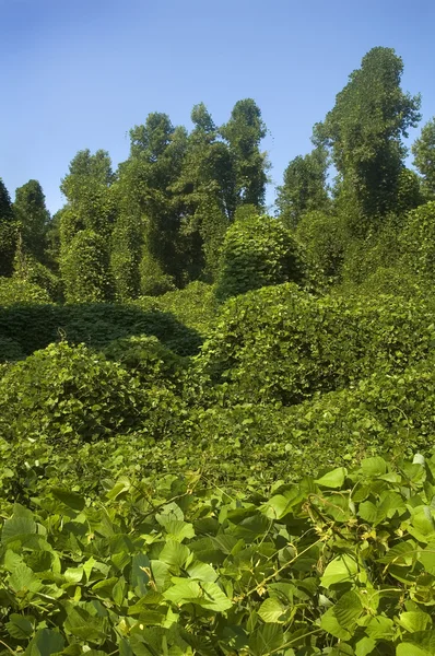 Kudzu växt — Stockfoto