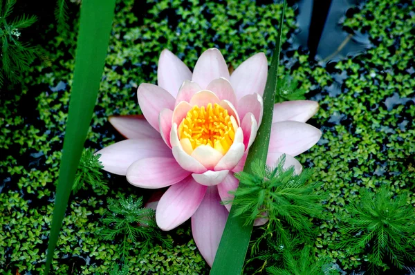 Water Lily Flower