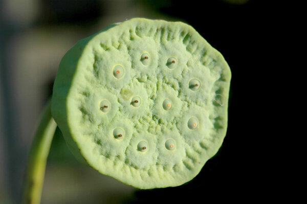 Lotus Flower Pod