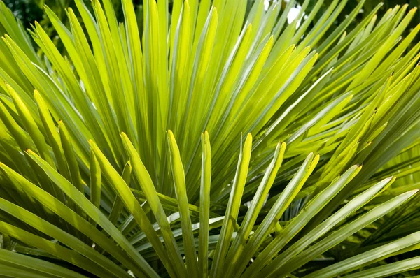 Palmiye yaprak — Stok fotoğraf