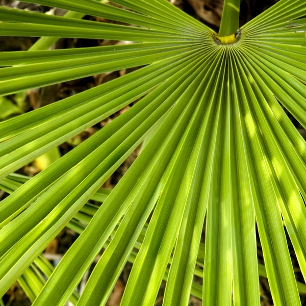 Palm ormbunksblad — Stockfoto