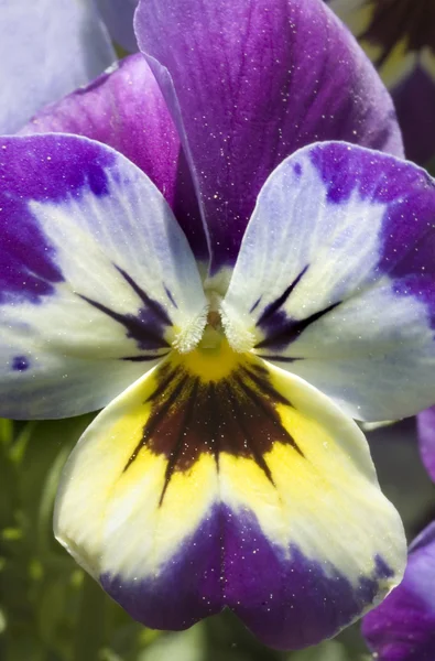 パンジーの花 — ストック写真