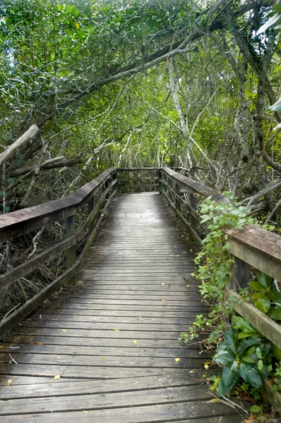 Boardwalk path — Stock Photo, Image