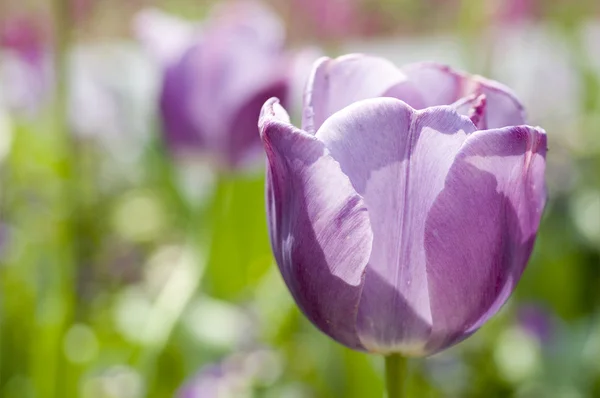 Tulip närbild — Stockfoto