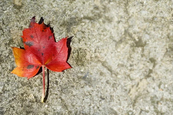 Autumn Leaf with copy space — Stock Photo, Image