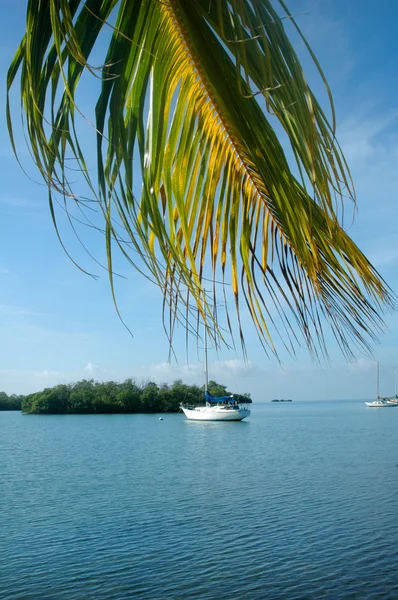 Sailboat and palm tree — Stock Photo, Image