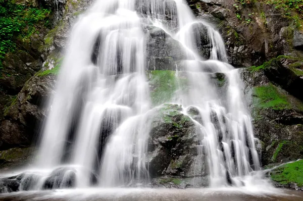 Gran platt faller — Stockfoto