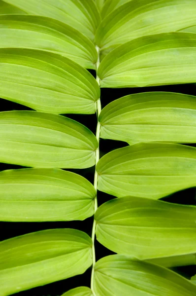 Solomon seal — Stok Foto