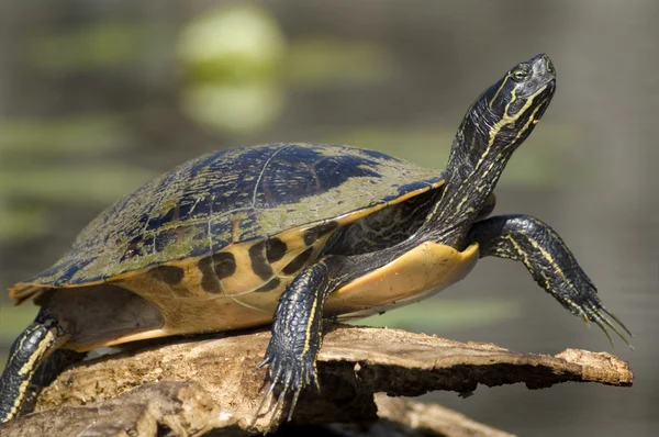 Closeup de tartaruga — Fotografia de Stock