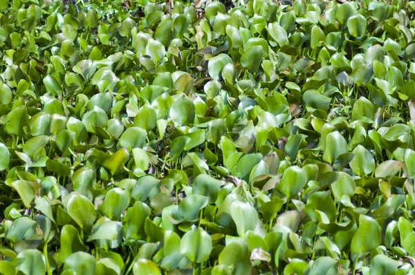 Water Hyacinth — Stock Photo, Image