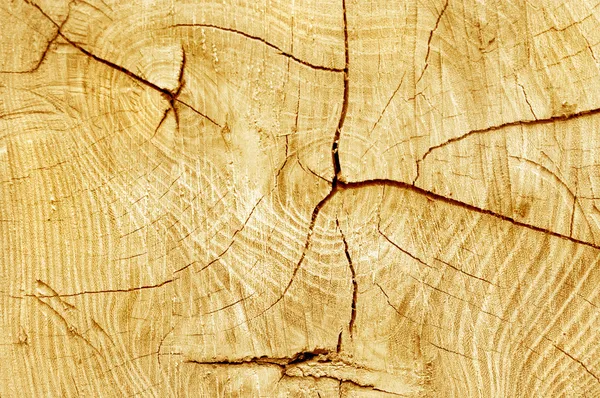 Taglio tronco, grana di legno sfondo texture — Foto Stock