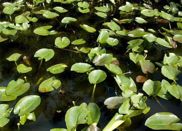 Vodní hyacint Stock Obrázky