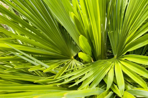 Palm bakgrund Stockbild