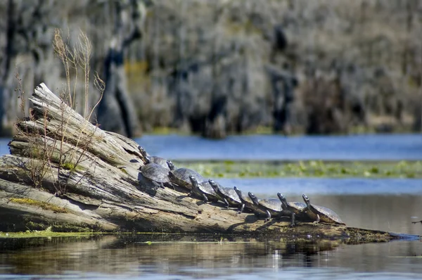 Devět želv na log Stock Snímky