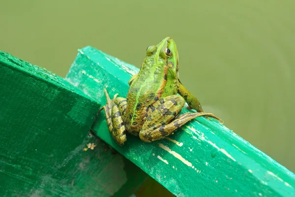 Frog sitting on a wooden ladder — Stock Photo, Image