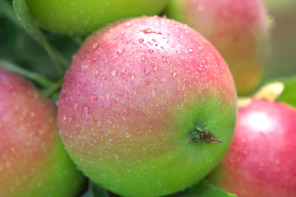 Manzanas jugosas en la rama, las gotas de agua . — Foto de Stock