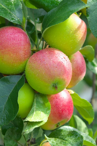 Manzanas jugosas en la rama, las gotas de agua . — Foto de Stock