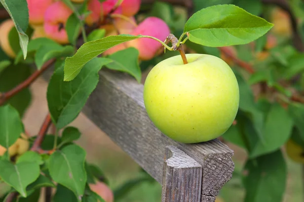 Green apple with a leaf on a wooden fence — Stock Photo, Image