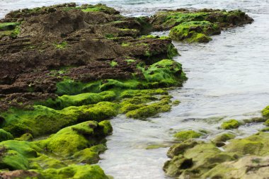 Sahilde yosun kaplı taşlar