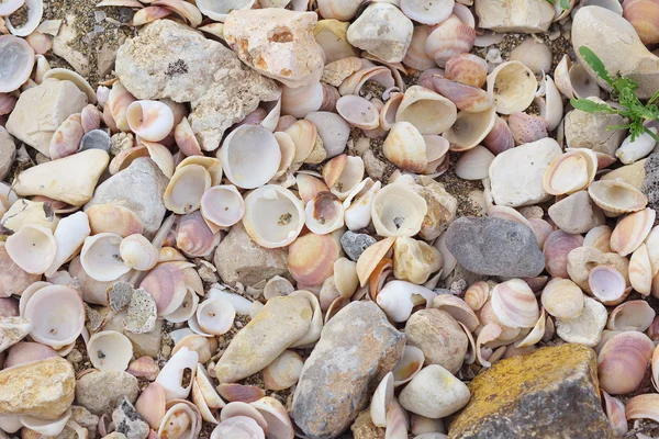 Conchas marinas a orillas del mar Mediterráneo . — Foto de Stock