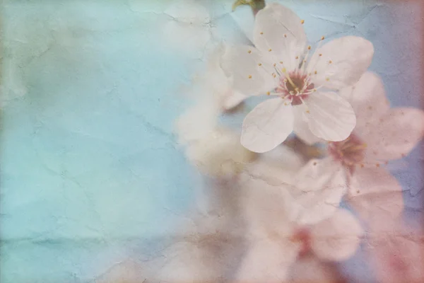 Zacht voorjaar grunge textuur met bloemen op oud papier met pastel kleuren — Stockfoto