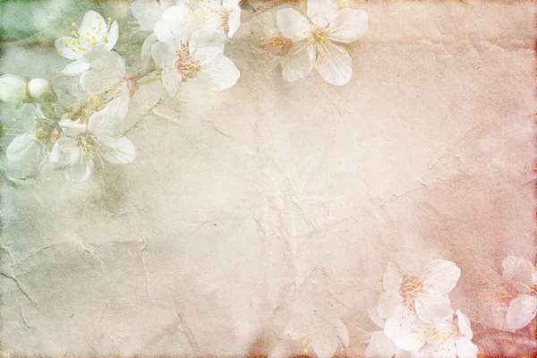 Wiosną delikatne grunge tekstur z kwiatami na stary papier w pastelowych kolorach Zdjęcie Stockowe