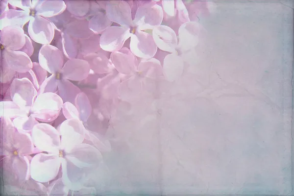 Gentle spring grunge texture with lilac flowers on old paper with pastel colors — Stock Photo, Image