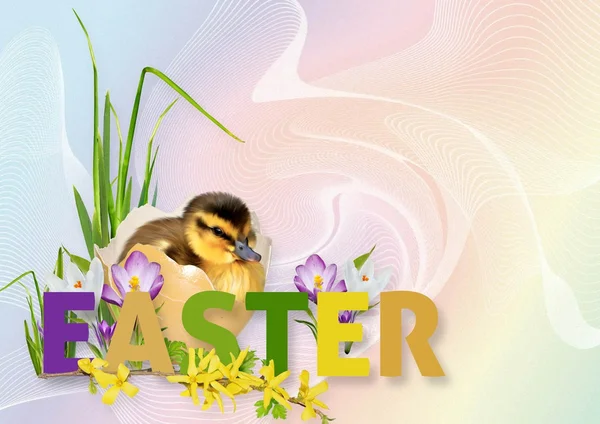 Easter card — Zdjęcie stockowe