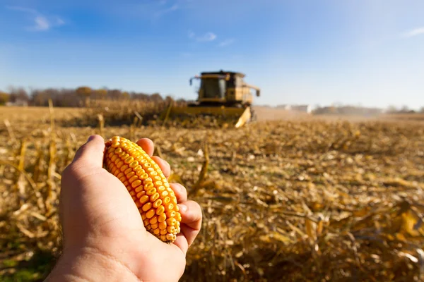 Looking for Corn — Stock Photo, Image